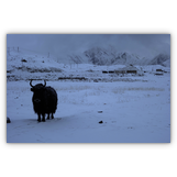 Morgens beim Blick aus der Jurte am knapp 4000 Meter hoch gelegenen Karakol-See in China.